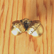AC-1206 Acorn